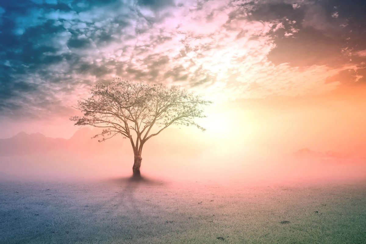 Immagine rappresentativa della Psiconaturopatia con albero con il sole all'orizzonte